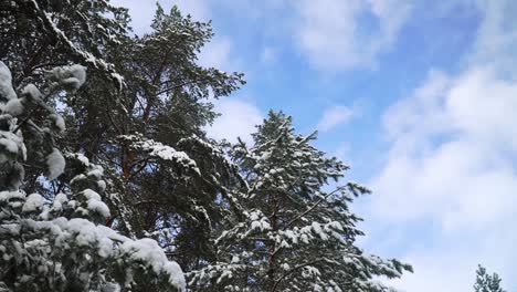 Der-Schuss-Von-Schneebedeckten-Kiefernwipfeln-Im-Wald-Im-Winter
