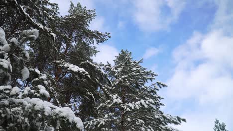 the shot of snowy pine tree tops in the forest in winter