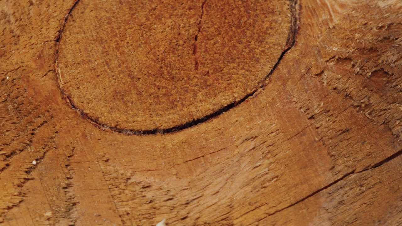 Close-up of Wood Texture and Tree Rings