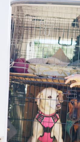 dogs in pet crates