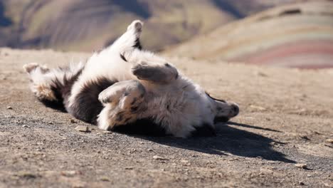 un perro disfruta rodando en la tierra, con un telón de fondo de montañas vibrantes en perú mientras el sol brilla con brillantez.