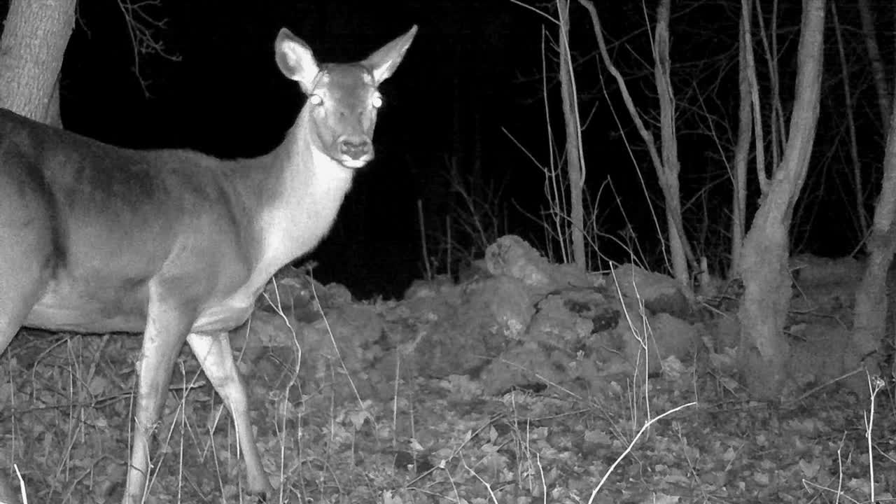 은 사 (cervus elaphus) 의 암이 주변을 의심스럽게 둘러보며 트레일 카메라에 잡혔습니다.