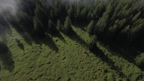 Aerial view of Cows grazing in an Alpine Landscape of Austria. Drone reveal stunning Mountain Range above the Clouds in Background
