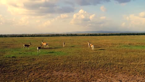 Vista-Estática-Del-Grupo-De-Antílopes-Africanos-Gacelas-Thomson-En-Una-Gran-Llanura-De-Pastizales-Al-Atardecer