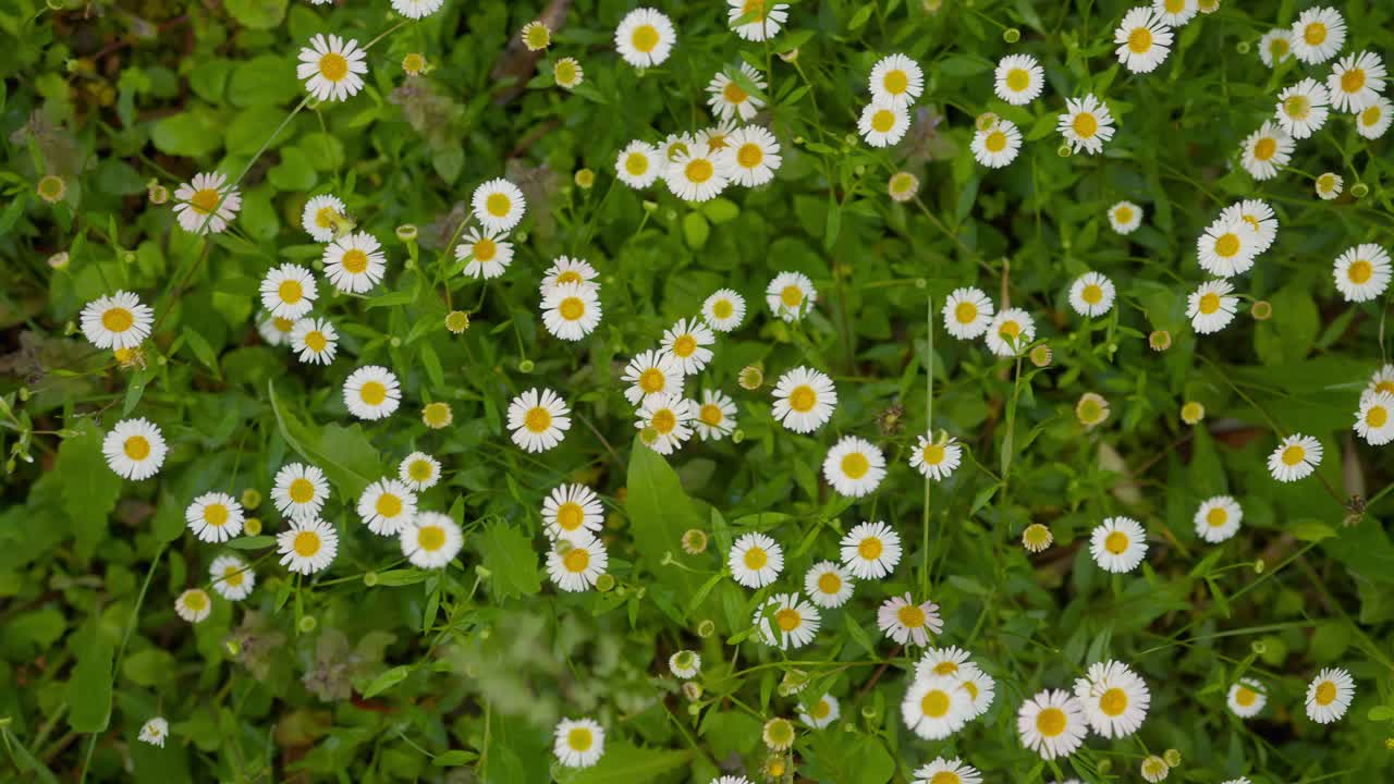 Wide panoramic view of vibrant common daisy flowers under soft natural light at Lake Como, Italy (Lago di Como, Italia)