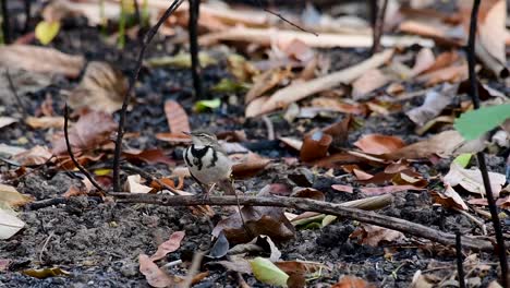 the forest wagtail is a passerine bird foraging on branches, forest grounds, tail wagging constantly sideways