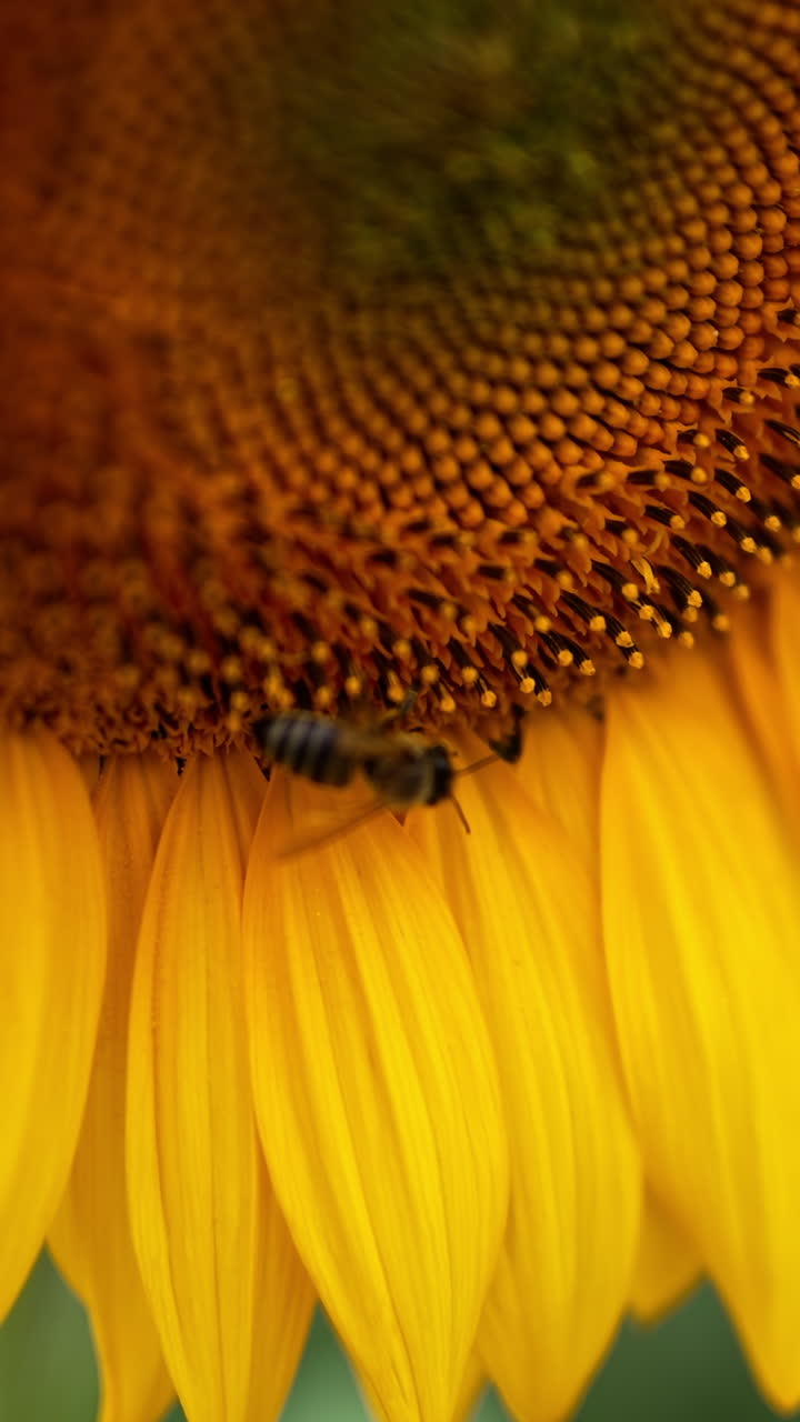 Industrious worker bee gathering the nectar on a big yellow sunflower. Close up. Time of seed flower blossoming. Vertical video