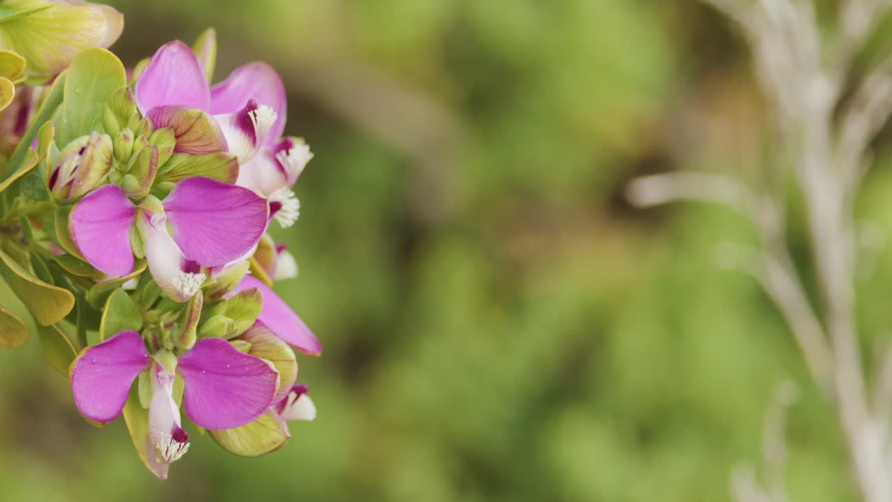 Camera slowly pans over vibrant Polygala myrtifolia shrub with purple flowers, soft daylight