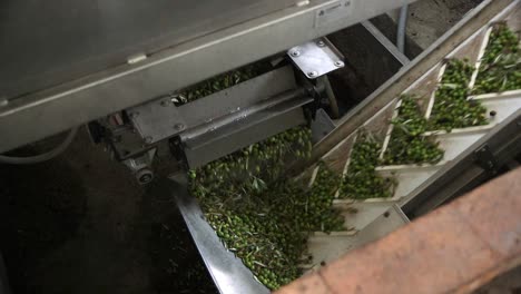 green olives being transported on a conveyer belt