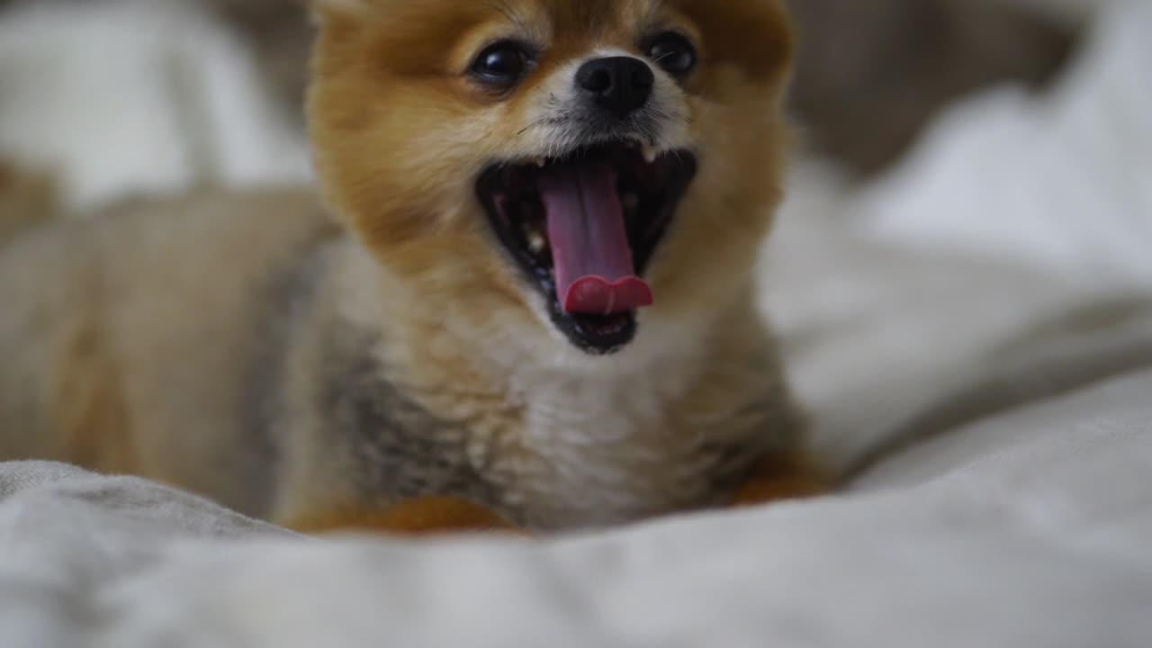 아름다운 포메라니안 강아지