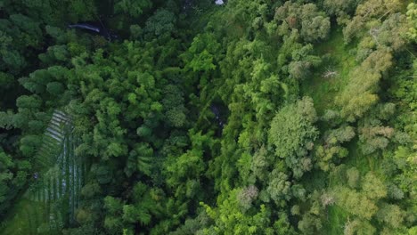 dense-vegetation-in-the-village-of-Butuh,-Magelang,-central-java