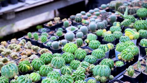 various cacti arranged in a greenhouse setting