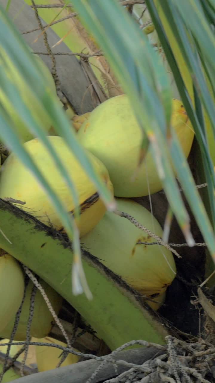 Fresh Coconuts Hanging on a Tropical Palm Tree