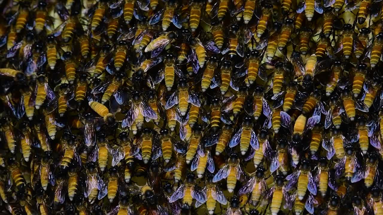 se sabe que las abejas melíferas gigantes construyen grandes colonias de nidos con bolsillos simétricos hechos de cera para almacenar miel como fuente de alimento.