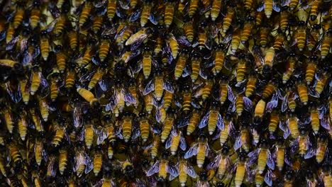 Se-Sabe-Que-Las-Abejas-Melíferas-Gigantes-Construyen-Grandes-Colonias-De-Nidos-Con-Bolsillos-Simétricos-Hechos-De-Cera-Para-Almacenar-Miel-Como-Fuente-De-Alimento.