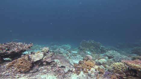 Dive-into-a-deep-sea-coral-reef-teeming-with-marine-life,-showcasing-the-stunning-diversity-of-corals-and-fish-in-clear-blue-waters-of-Raja-Ampat-in-Indonesia