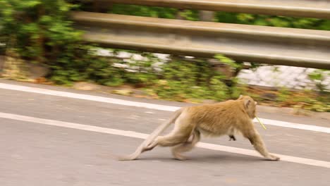 monkey runs across road with food in mouth