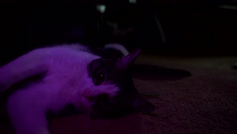cute cat relaxing in pink light