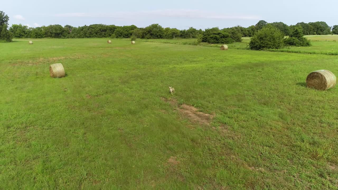 video aéreo de un coyote en un campo con balas de heno de toneladas