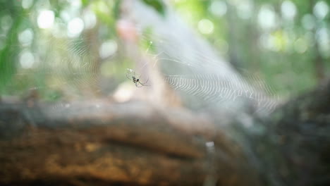 an intricate spider web in blurry background - close up, slow motion