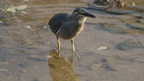 Garza-Estriada-O-Garza-De-Manglar-Comiendo-Pescado-Capturado,-Tragando-Presas-Grandes-Que-Desean-Temblar-Dentro-De-La-Garganta-En-Un-Estanque-De-Río-Poco-Profundo