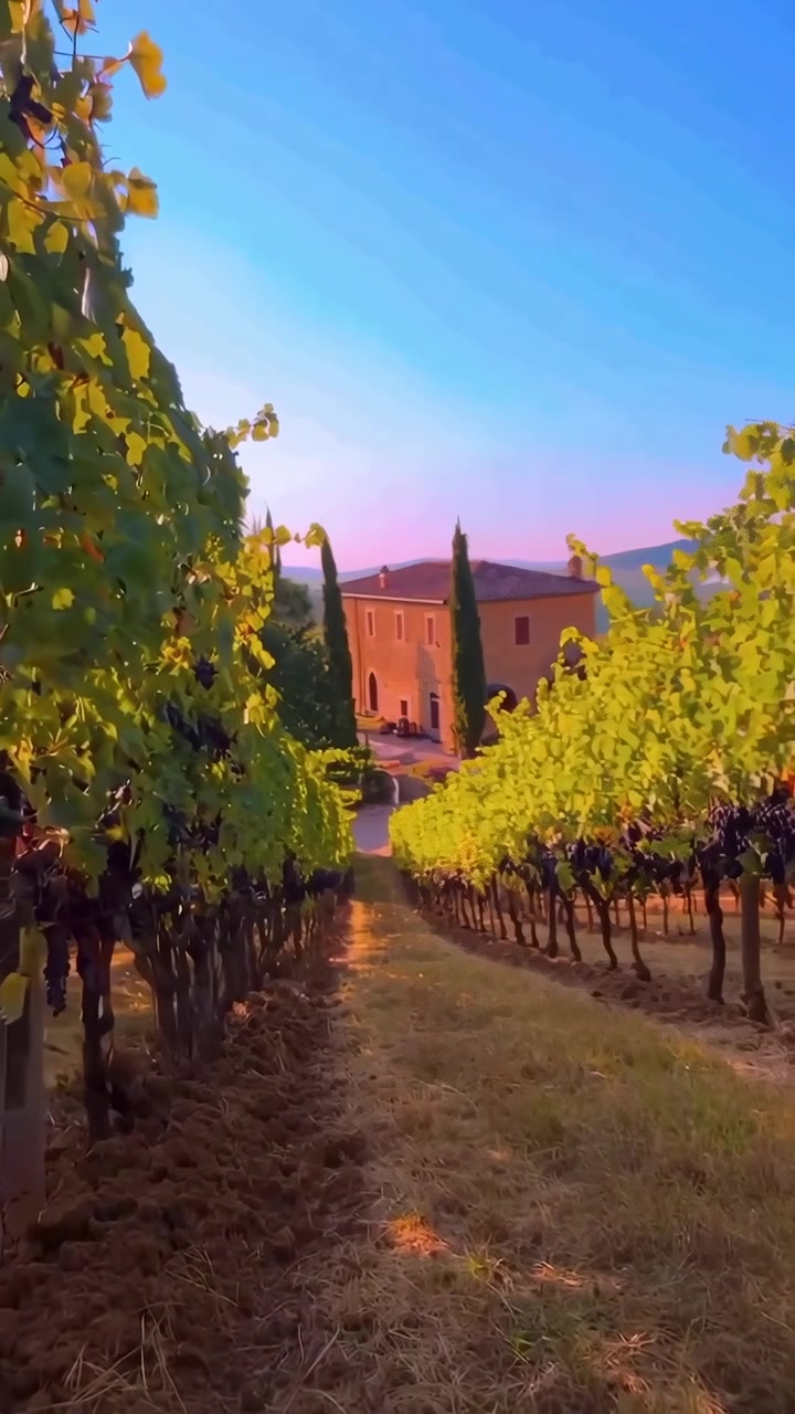 Vigneto in Toscana con uva matura e casale al tramonto