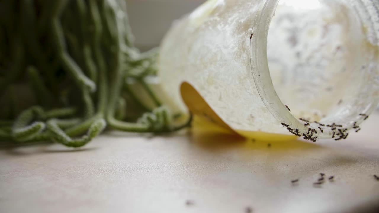 개미는 여름날 부에 있는 항아리에서 달한 을 먹습니다.