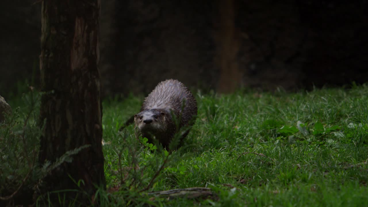 nutria caminando por el suelo del bosque