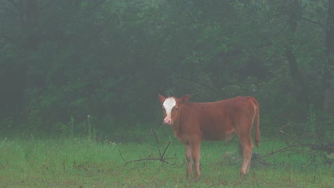 Das-Kalb-Schaute-Neugierig-In-Die-Kamera