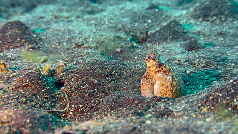 Langarm-Oktopus-Halb-Im-Sand-Vergraben