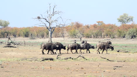 herd of cape buffalo  bachelors walking in line