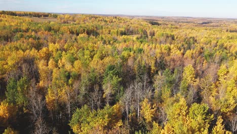 Appealing-Scene-of-vibrant-colored-yellow-trees-in-the-time-of-autumn-in-Alberta-Canada-on-a-sunny-day