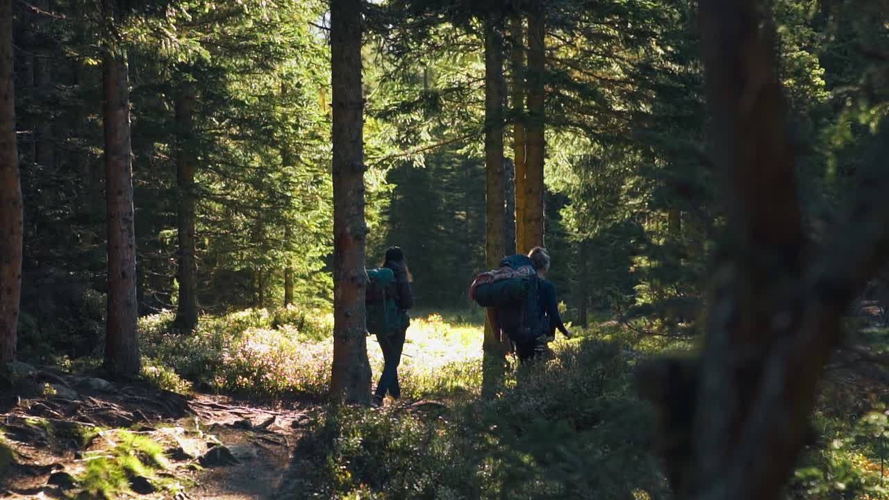 toma en cámara lenta de las chicas con mochilas grandes, caminando por el bosque de abetos en un día soleado