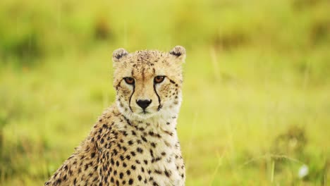 cheetah animals in the rain, raining in rainy season, drying and shaking head to dry itself, wet fur close up shot with splashing water droplets in masai mara, africa on african wildlife safari