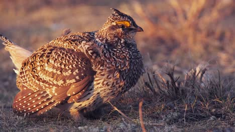 lone male sharp-tailed grouse stands on prairie lek in golden hour