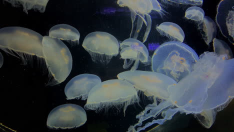 Medusas---Aurelia-Laboata---En-El-Acuario-De-Kamon,-Japón