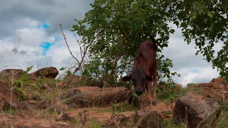 Gaur-Calf-Grazing-On-Rocky-Hill-On-A-Cloudy-Day