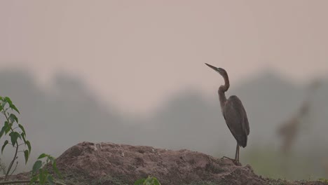 Purple-heron--Closeup-in-Morning