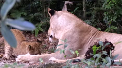 el pequeño cachorro de león está jugando cerca de la leona descansada en la naturaleza salvaje durante el día