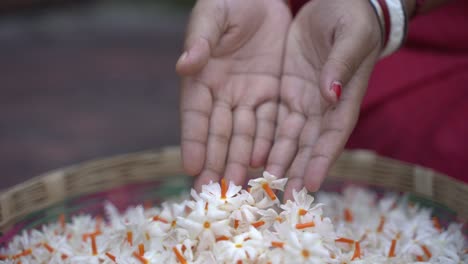 Night-jasmine,-Seuli-or-Shefali-flower-is-symbol-flower-of-saradiya-or-Durga-Puja-festival-in-autumn-season