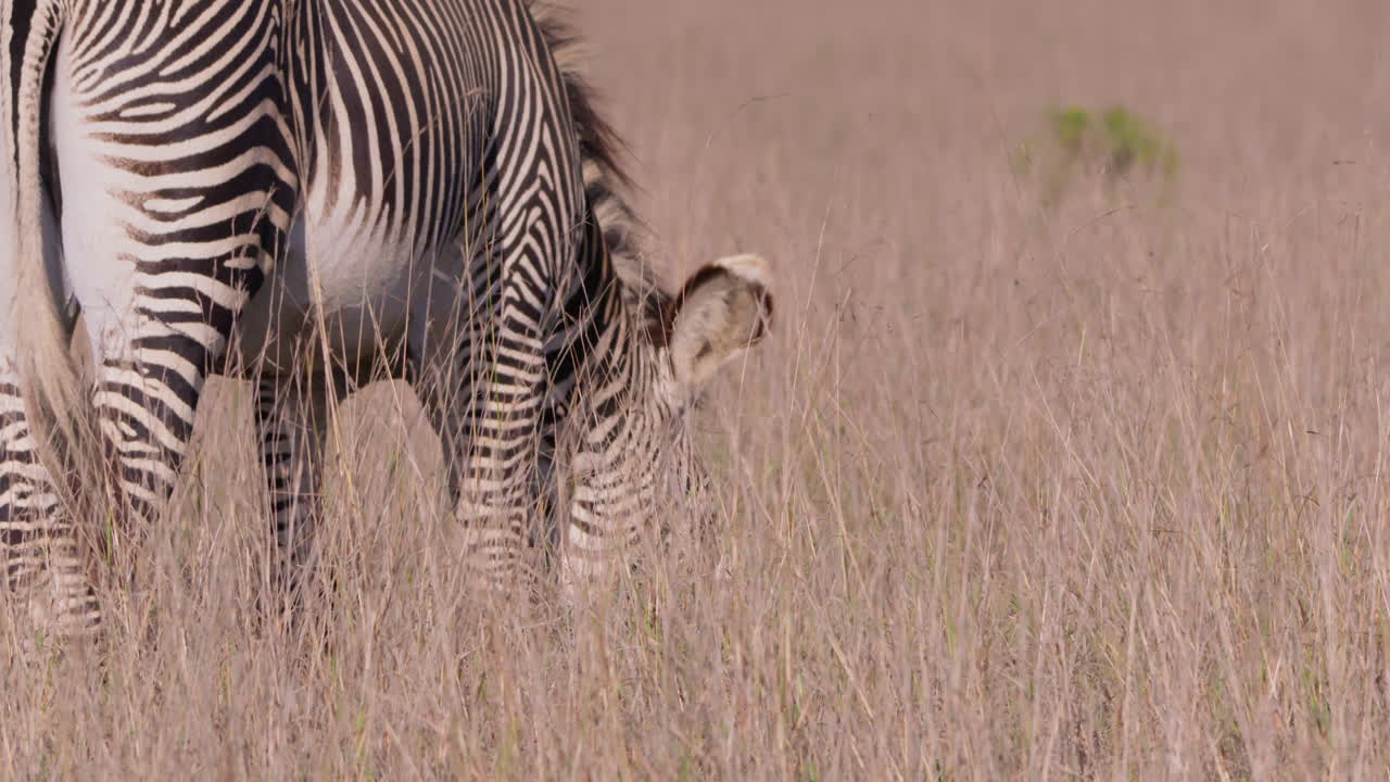 Grevy's Zebras grazing in savannah in midday