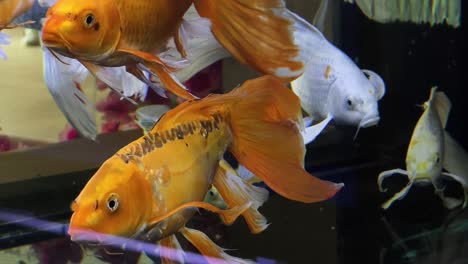 colorful koi fish in aquarium
