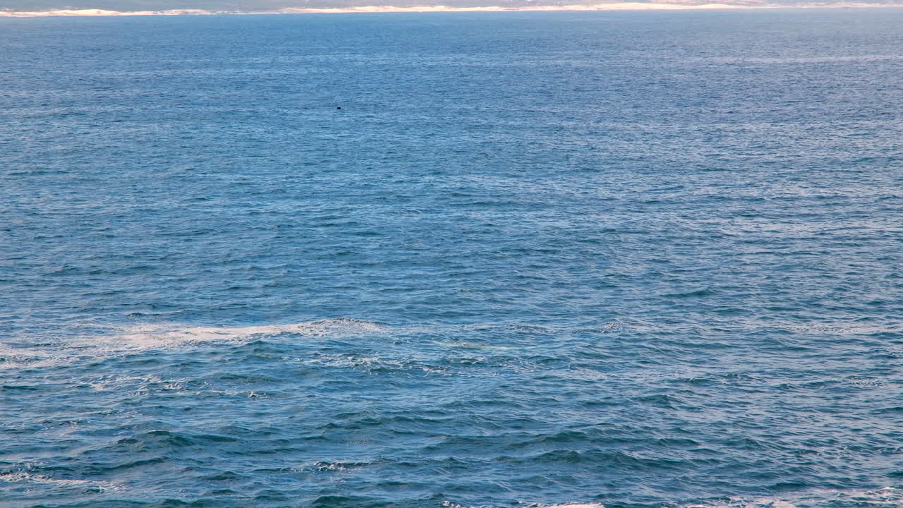 Brindle whale and mom pair of Southern Right whales blows at surface, Hermanus