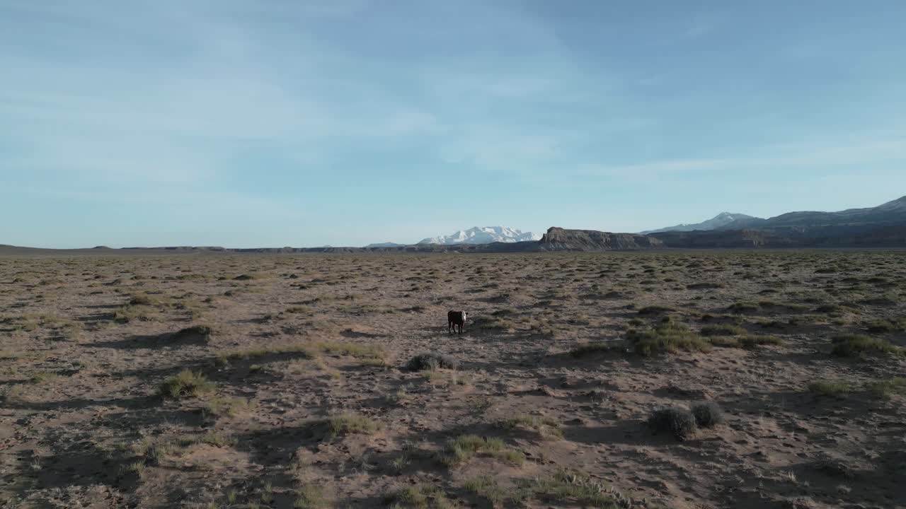 Mucca solitaria su una remota prateria dello Utah con montagne innevate in lontananza