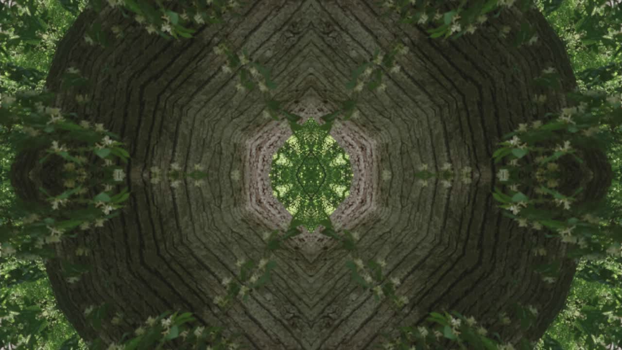 caleidoscopio de vegetación usando imágenes de bosque de wissahickon creek, philadelphia, #38