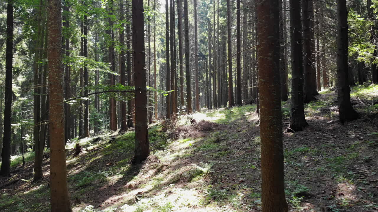 A serene walk through a lush forest filled with towering trees and soft sunlight filtering through the leaves. Enjoy the tranquil atmosphere and natural beauty of the outdoors