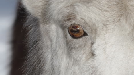 extreme close-up female thinhorn mountain sheep in yukon, canada