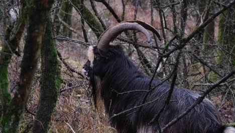 Large-long-haired-goat-with-big-horns-in-a-woodland-forest-in-rural-English-countryside-in-Cheddar-Gorge,-Somerset,-England