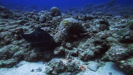 Majestuosa-Raya-Flotando-Sobre-El-Arrecife