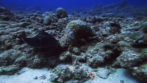 majestuosa raya flotando sobre el arrecife